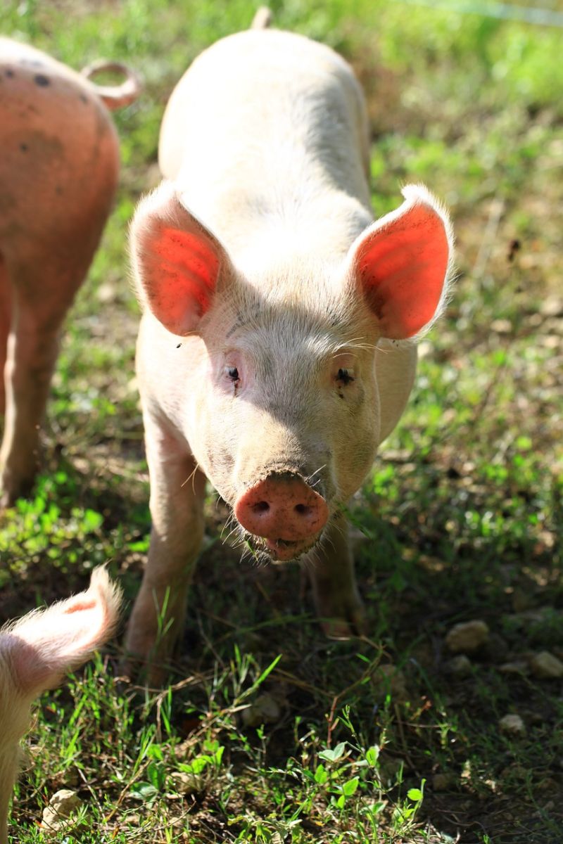 Pink pig in pasture by DESPIERRES via Pixabay